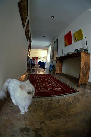 自然と調和した温かみのある獣医療を提供する「いわむろ病院」：木のぬくもりと持続可能性を追求した動物病院の魅力