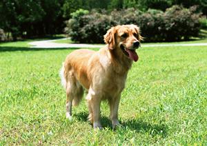 信頼の東証プライム上場企業が提供するシロアリ駆除サービス｜アサンテの特徴と店舗情報